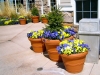 Spruce/Pansy containers